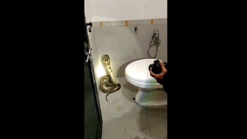 Γυναίκα βρήκε στην τουαλέτα της μια κόμπρα έτοιμη να της επιτεθεί (vid)