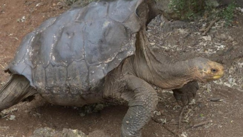 Πώς η «ανεξέλεγκτη ορμή» μιας χελώνας έσωσε το είδος της (pic)