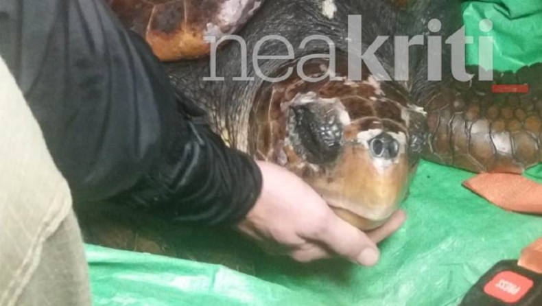 Ξεβράστηκε τεράστια χελώνα στην παραλιακή του Ηρακλείου (pics)