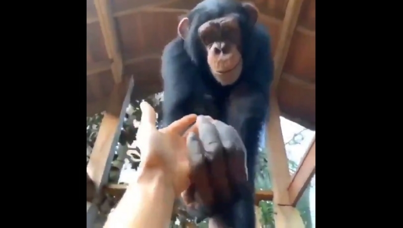 Πίθηκος βοηθάει άνθρωπο να σκαρφαλώσει σε μπαλκόνι (vid)