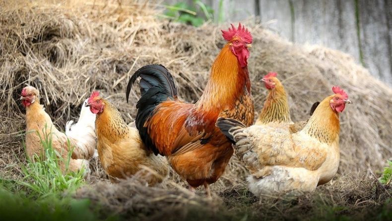 Κίνα: Γρίπη των πτηνών «θερίζει» τα κοτόπουλα στη χώρα, πιθανότητα να μεταδοθεί και στους ανθρώπους