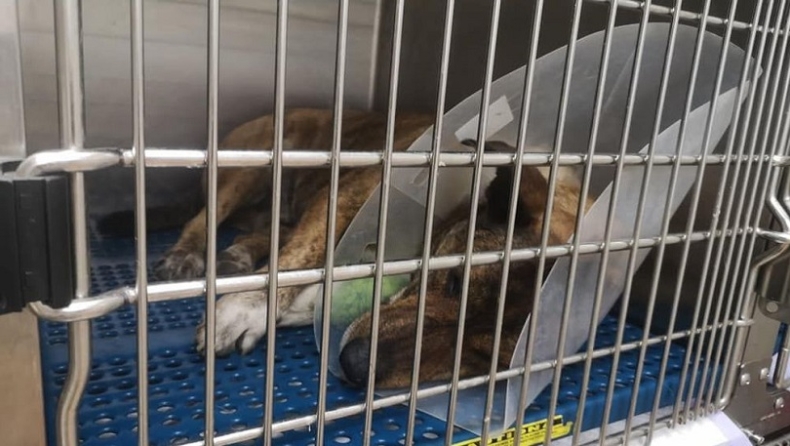 Καρδίτσα: Σκύλος δηλητηριάστηκε από φόλα δύο φορές σε πέντε μέρες, αλλά επέζησε (pics & vid)