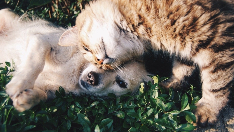 Απαγόρευση στην κατανάλωση κρέατος σκύλου και γάτας ετοιμάζεται να επιβάλει η Σεντζέν