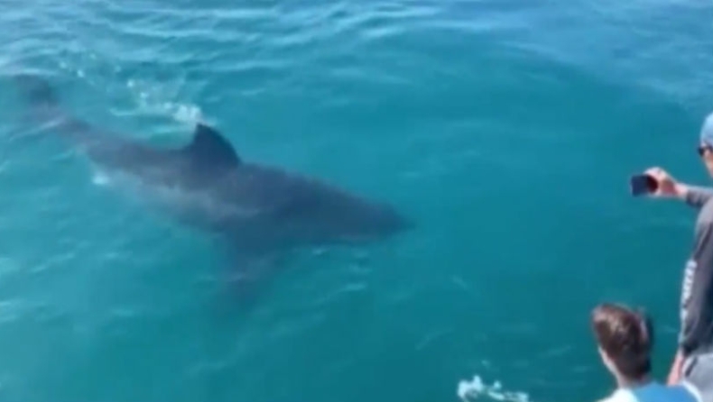 «Θα μας φάει»: Τρομοκρατημένοι ψαράδες βλέπουν τεράστιο λευκό καρχαρία να τους περιτριγυρίζει (vid)