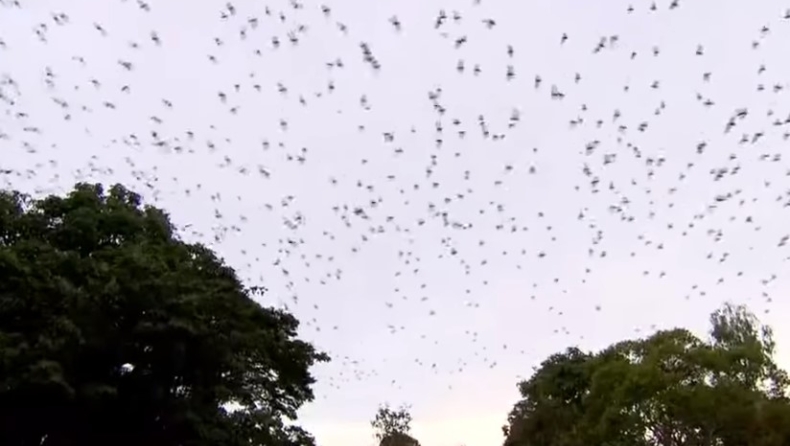 Πάνω από 300.000 μεγάλες νυχτερίδες έκαναν κατάληψη σε μικρή πόλη (vid)