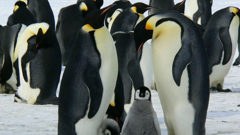 Συναυλία για πιγκουίνους και φώκιες στην Ανταρκτική