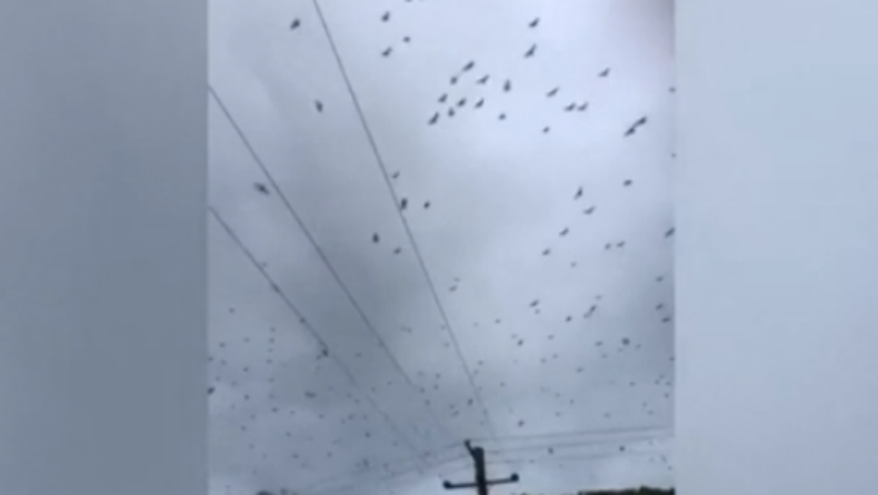 «Θύελλα» από νυχτερίδες σε πόλη της Αυστραλίας