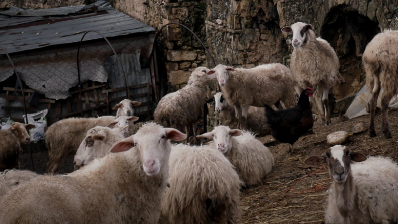 Κρήτη: Έβαλε GPS στο πρόβατο και έπιασε τους ζωοκλέφτες