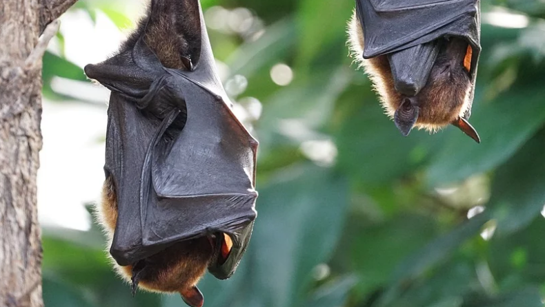 «Ένοχες» οι νυχτερίδες για τον κορωνοϊό, επιστήμονες αποκρυπτογράφησαν το γονιδίωμά του