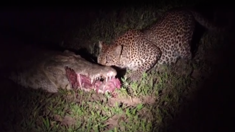 Η στιγμή που λεοπάρδαλη κλέβει το φαγητό κροκόδειλου μέσα από το στόμα του (vid)