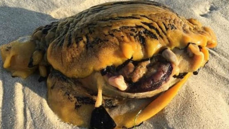 Μυστήριο πλάσμα που φτύνει μωβ δηλητήριο εμφανίστηκε σε παραλία