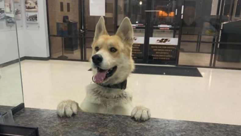 Σκύλος εμφανίστηκε σε αστυνομικό τμήμα για να... δηλώσει οτι έχασε το αφεντικό του (pics)