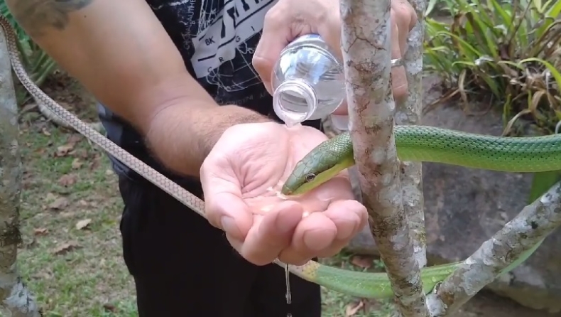 Διψασμένο φίδι πίνει νερό από τη χούφτα πεζοπόρου (vid)