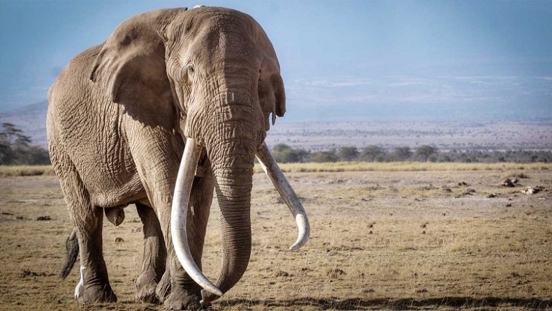 Πέθανε ένας από τους τελευταίους ελέφαντες που οι χαυλιόδοντές τους φτάνουν στη γη (pics & vid)