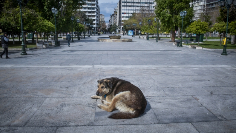 Κάλεσμα εθελοντών για σίτιση αδέσποτων ζώων σε όλη την Ελλάδα (pic)