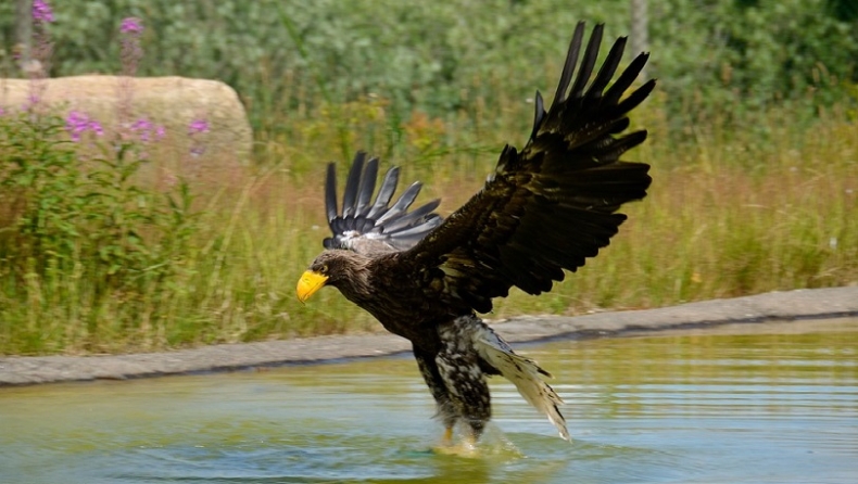 Φωτογράφος απαθανάτισε την εκπληκτική στιγμή που αετός πετάει με ένα γουρούνι στα πόδια του (pics)
