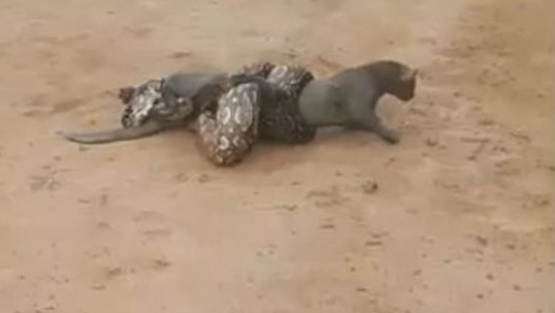 Η απίστευτη μάχη ενός ιαγουαρόντι να γλιτώσει από το σφίξιμο ενός βόα (vid)