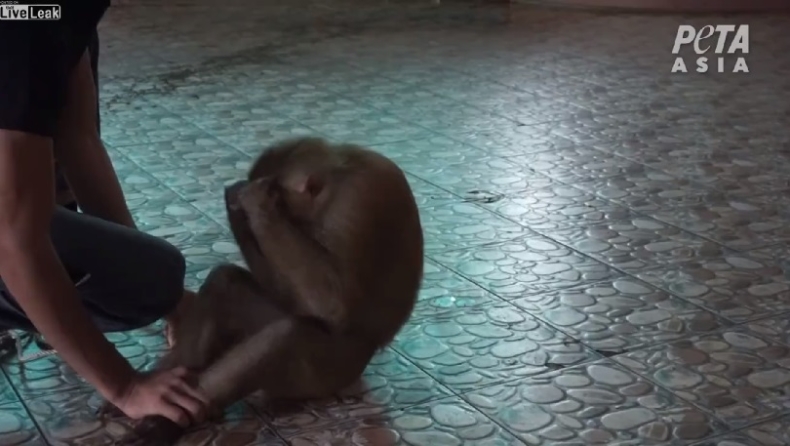Σάλος με video που δείχνει μαϊμού να σηκώνει βάρη και να κάνει push-ups για τους τουρίστες (vids)
