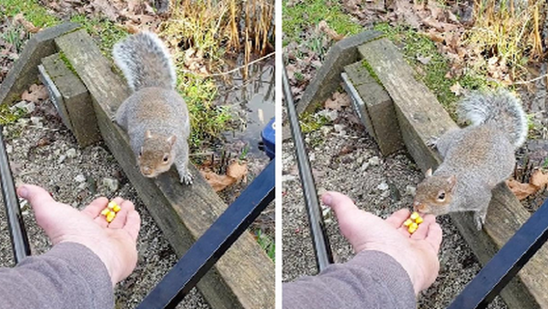 Πήγε να ταΐσει σκίουρο, αλλά του δάγκωσε το δάχτυλο και τα πήρε στο κρανίο (vid)