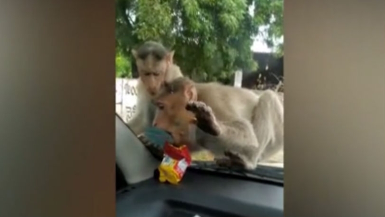 Πεινασμένοι πίθηκοι γλείφουν το παρμπρίζ αυτοκινήτου προσπαθώντας να φάνε τα μπισκότα που βλέπουν στο ταμπλό (vid)