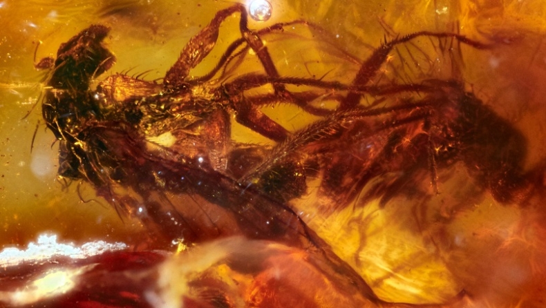 Σεξ για 41 εκατομμύρια χρόνια: Προϊστορικές μύγες παγιδεύτηκαν σε κεχριμπάρι ενώ ερωτοτροπούσαν (vid)