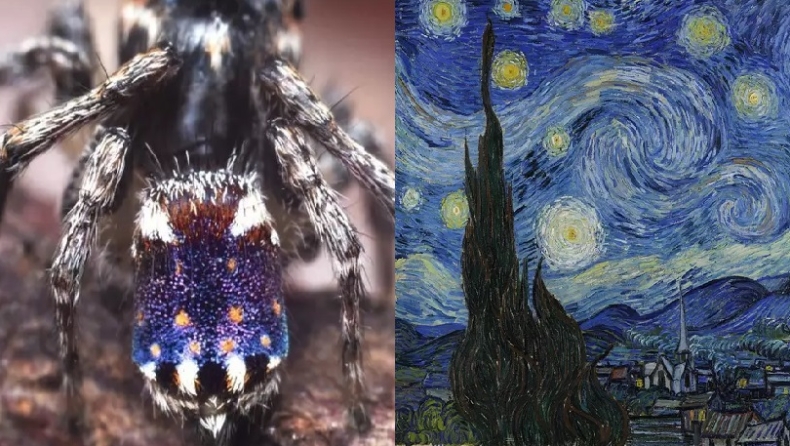 Νέο είδος αράχνης ονομάστηκε «έναστρη νύχτα» γιατί μοιάζει με τον ομώνυμο πίνακα του βαν Γκογκ (pics)