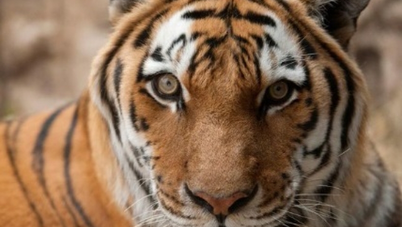Κορονοϊός: «Τίγρης στον ζωολογικό κήπο του Μπρονξ θετική στον Covid-19» (pic)