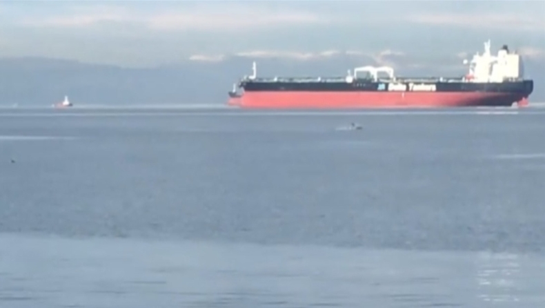 Θεσσαλονίκη: Εμφανίστηκαν δελφίνια στον Θερμαϊκό (vid)