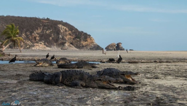 Κορονοϊός: Κροκόδειλοι κατέλαβαν τουριστική παραλία στο Μεξικό! (vid)