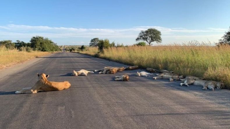 Λιοντάρια έπεσαν για ύπνο στη... μέση του δρόμου! (pics)