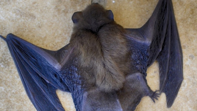 Έξι νέους κορονοϊούς ανακάλυψαν επιστήμονες σε νυχτερίδες