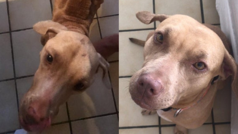 «Έκλεψε» παρατημένο σκύλο και σε 2 μήνες η διαφορά ήταν τρομακτική! (pic)