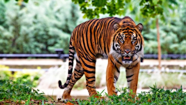 Ακόμα 7 τίγρεις θετικές στο ζωολογικό του Μπρονξ