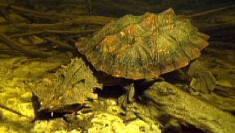 Ανακαλύφθηκε νέο είδος χελώνας που θυμίζει λασπωμένο βράχο με φύκια πάνω του (pics & vid)