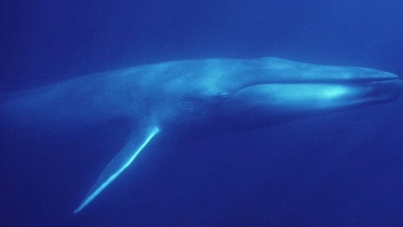 Free Willy: Οι άνθρωποι κλείστηκαν μέσα και οι φάλαινες παίζουν ελεύθερες δίπλα στις ακτές (vid)