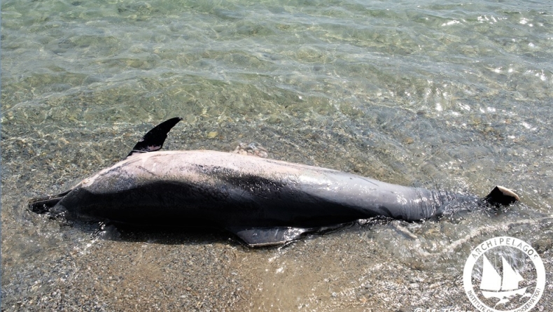 Μαζικές δολοφονίες θηλαστικών στα Δωδεκάνησα: Τραγικές εικόνες στις ακτές (pics)