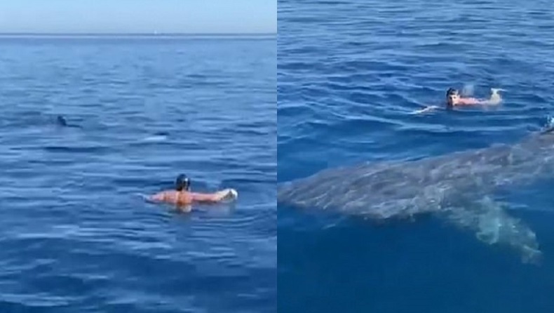 Κολυμβητής ήρθε πρόσωπο με πρόσωπο με καρχαρία 6 μέτρων (vid)