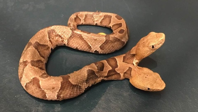 Βρέθηκε σπάνιο φίδι με δύο κεφάλια (pics & vid)