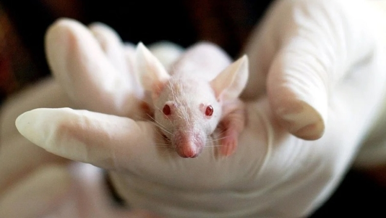 Επιστήμονες δημιούργησαν «χίμαιρα» ανθρώπου-ποντικού! (pics)