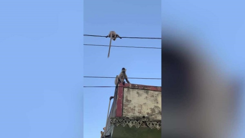 Μαϊμού πηδάει σε ηλεκτροφόρα καλώδια για να σώσει το μικρό της (vid)