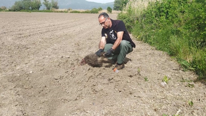 Έμειναν άναυδοι στην Καστοριά: Αρκούδα έθαψε σε χωράφι τα μικρά της που σκοτώθηκαν σε τροχαίο! (pics)