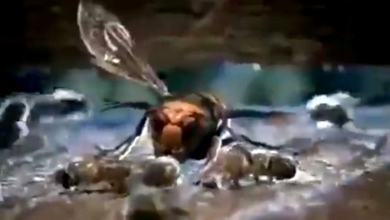 Ιαπωνικές μέλισσες συνεργάζονται και σκοτώνουν «ψήνοντας» σφήκα-δολοφόνο (vid)