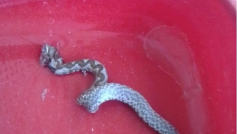 Κάτοικος Φαρσάλων μπήκε να κάνει μπάνιο και ανακάλυψε ένα φίδι στο σιφόνι (pic)