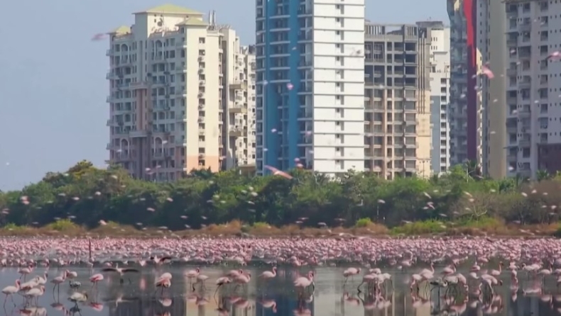 Απίστευτες εικόνες: Χιλιάδες ροζ φλαμίνγκο έκαναν κατάληψη στο Μουμπάι (vid)