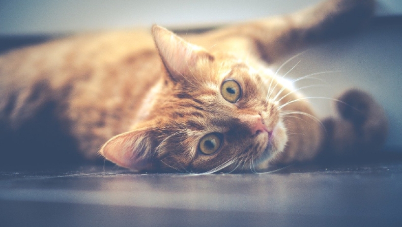 Κορονοϊός: Βρέθηκε γάτος θετικός στον ιό στη Γαλλία