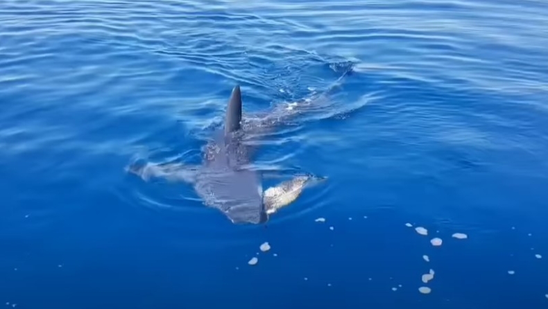 Κύπρος: Η στιγμή που καρχαρίας επιτίθεται σε χελώνα κοντά στις ακτές της Λεμεσού (vid)