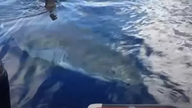 Καρχαρίας 6 μέτρων προκάλεσε τρόμο σε παρέα ψαράδων: «Θεέ μου, ήρθε για εμάς» (vid)