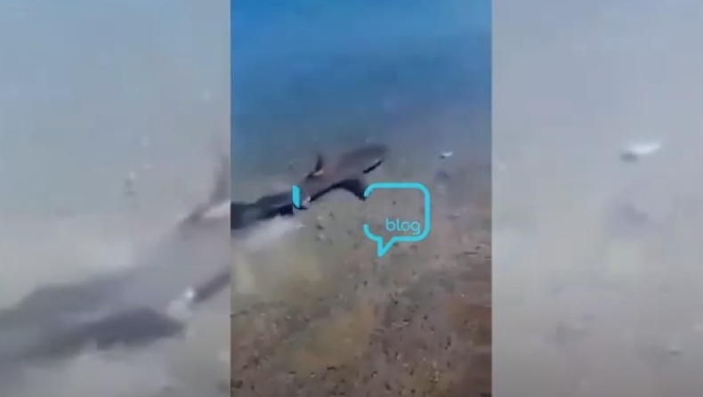 Καρχαρίας κόβει βόλτες στα ρηχά της Κορίνθου εδώ και τρεις μέρες (vid)