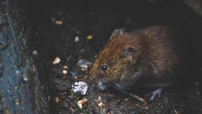 Συναγερμός στις ΗΠΑ: Τα ποντίκια έχουν αγριέψει λόγω κορονοϊού και επιτίθενται σε ανθρώπους