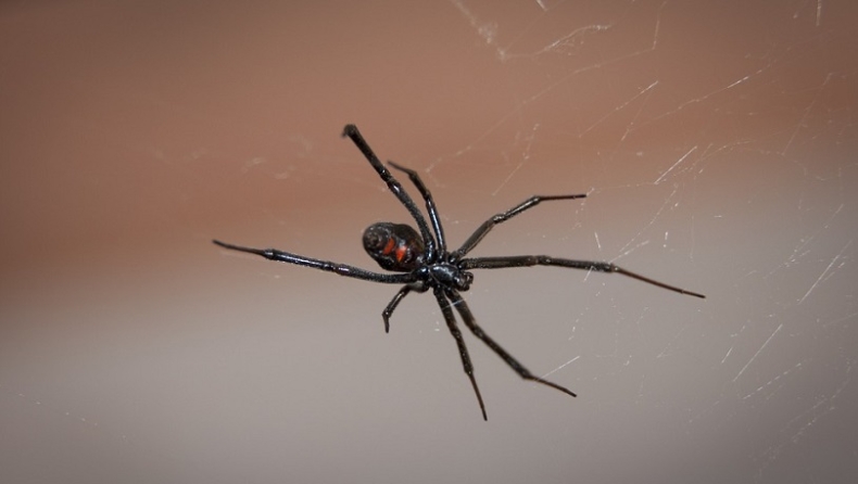 Τρία αδέρφια άφησαν μια αράχνη «μαύρη χήρα» να τους δαγκώσει για να γίνουν Spider-Man (vid)